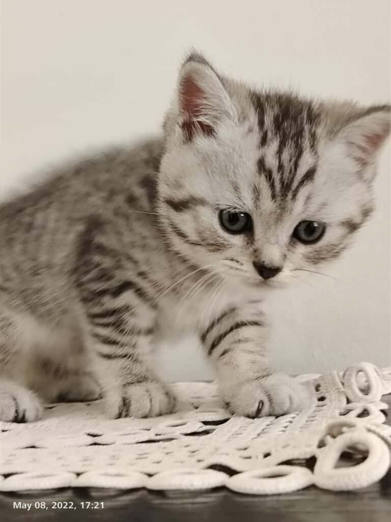 baby Cat British Shorthair - PETiche is Your One Stop Shop for Dogs ...