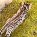 savannah cats for sale savannah f3 ellon image 4