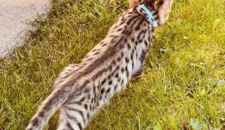 savannah cats for sale savannah f3 ellon image 4