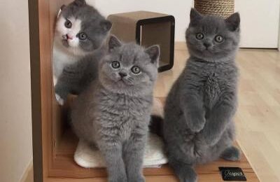 british shorthair