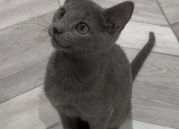 Russian Blue