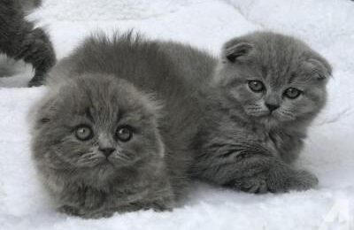 Scottish Fold