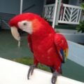 scarlet parrot