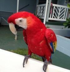 scarlet parrot