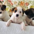 beautiful jack russell puppies