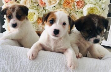 beautiful jack russell puppies