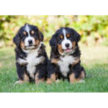 berner mountain puppies geregistreerd