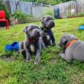 blauwe staffordshire bull terrier pups 1