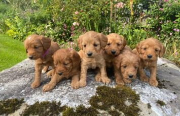 cockapoo puppy s