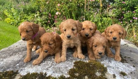 cockapoo puppy s