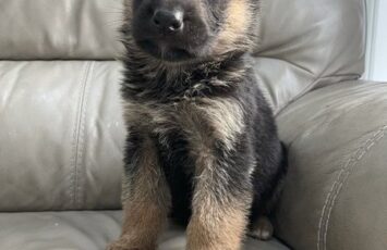 german shepherd puppies for sale 3