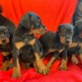 kc reg doberman puppy s te koop