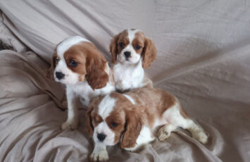 two cavalier king charles puppies available