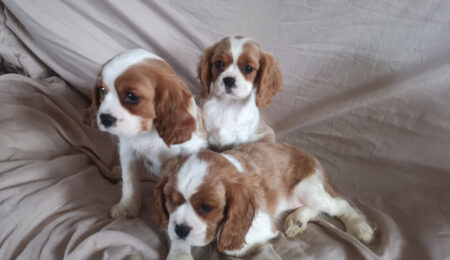 two cavalier king charles puppies available