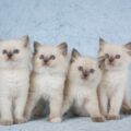 4 Cute Ragdoll kittens on silver blue background fabric Linn Currie Shutterstock