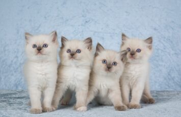 4 Cute Ragdoll kittens on silver blue background fabric Linn Currie Shutterstock