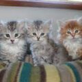 Siberian kittens