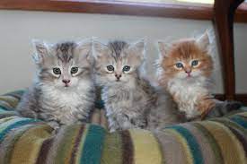 Siberian kittens