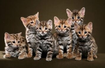 bengal kittens