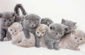 british shorthair 3