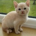 Burmese Kitten