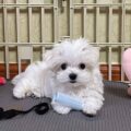 adorable maltese puppies for the home 1