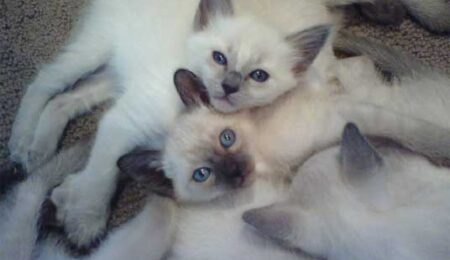 balinese cats 3