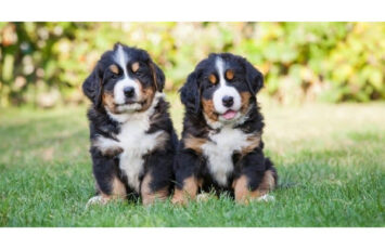 berner mountain puppies geregistreerd