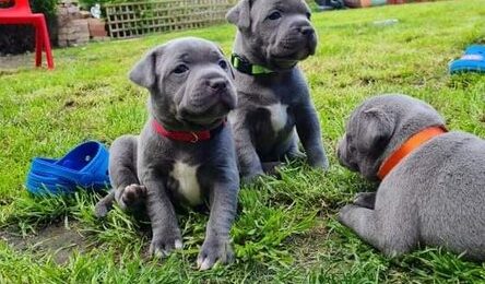 blauwe staffordshire bull terrier pups