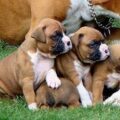 cute boxer puppies