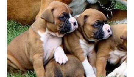 cute boxer puppies