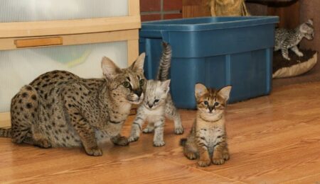 f2 savannah kittens beschikbaar