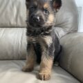 german shepherd puppies for sale 3