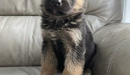 german shepherd puppies for sale 3