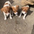 jack russell puppy s