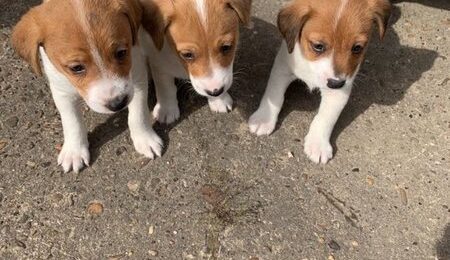 jack russell puppy s