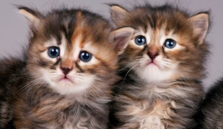 siberian kittens Lubava Shutterstock