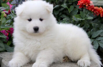 super schattige samojeed puppy s