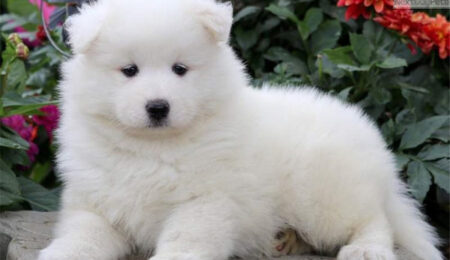 super schattige samojeed puppy s