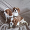 two cavalier king charles puppies available