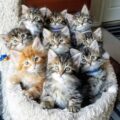 Siberian kittens