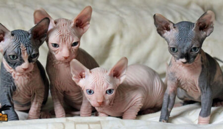 Sphynx Kitten