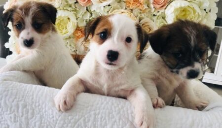 beautiful jack russell puppies