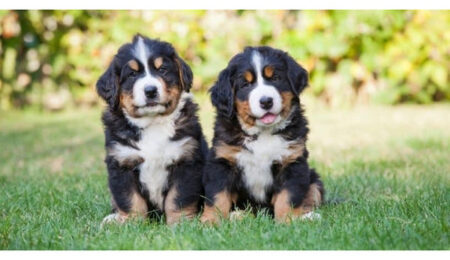 berner mountain puppies geregistreerd