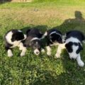 border collie puppy s