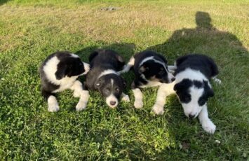 border collie puppy s