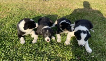 border collie puppy s