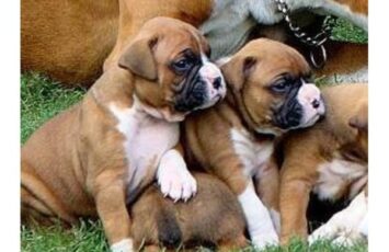 cute boxer puppies