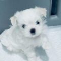 cute maltese puppies for rehoming