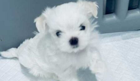 cute maltese puppies for rehoming